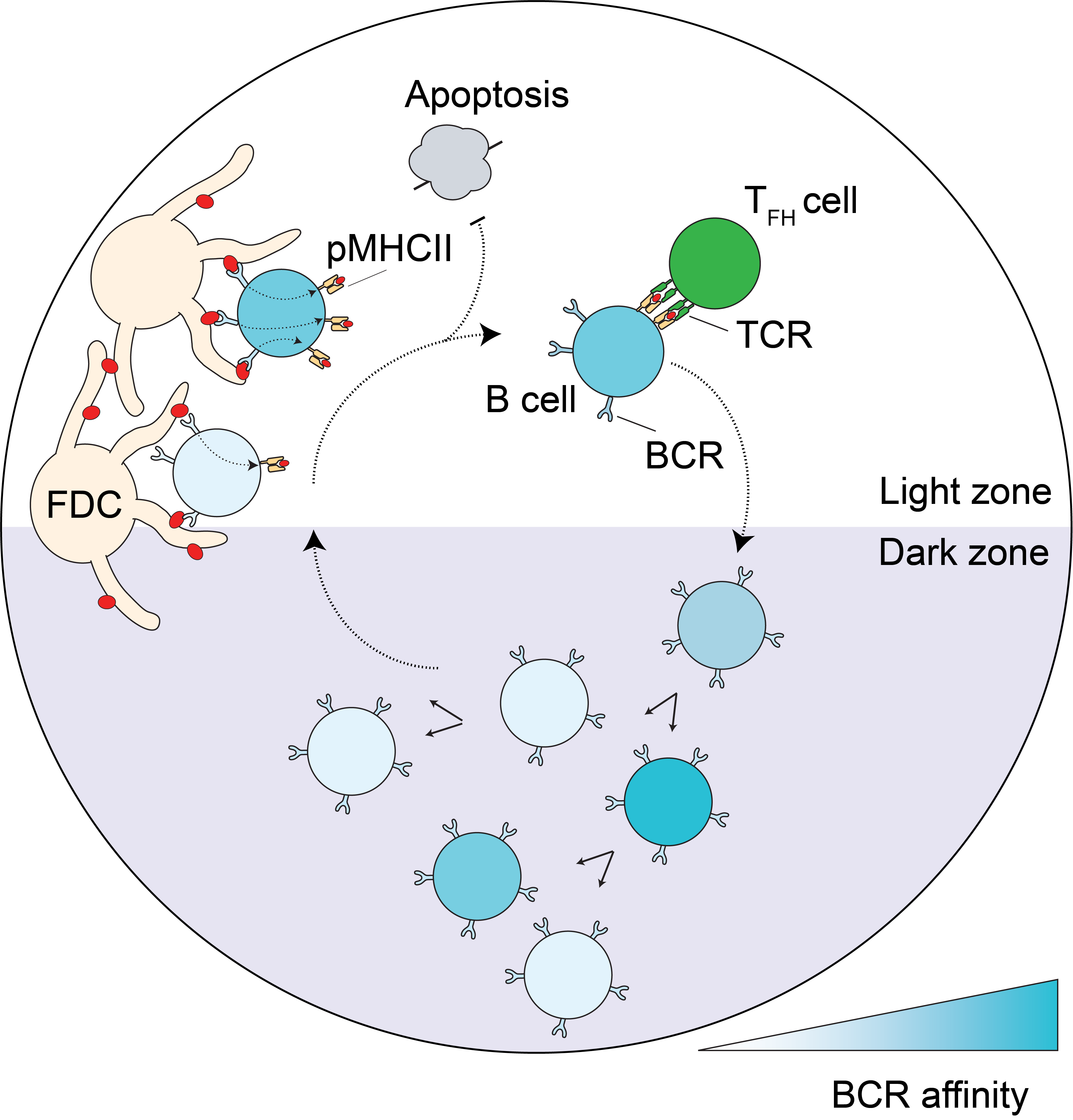 B cell