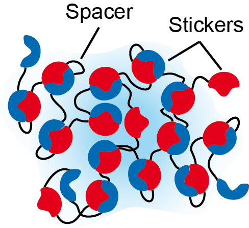 Biomolecular condensates